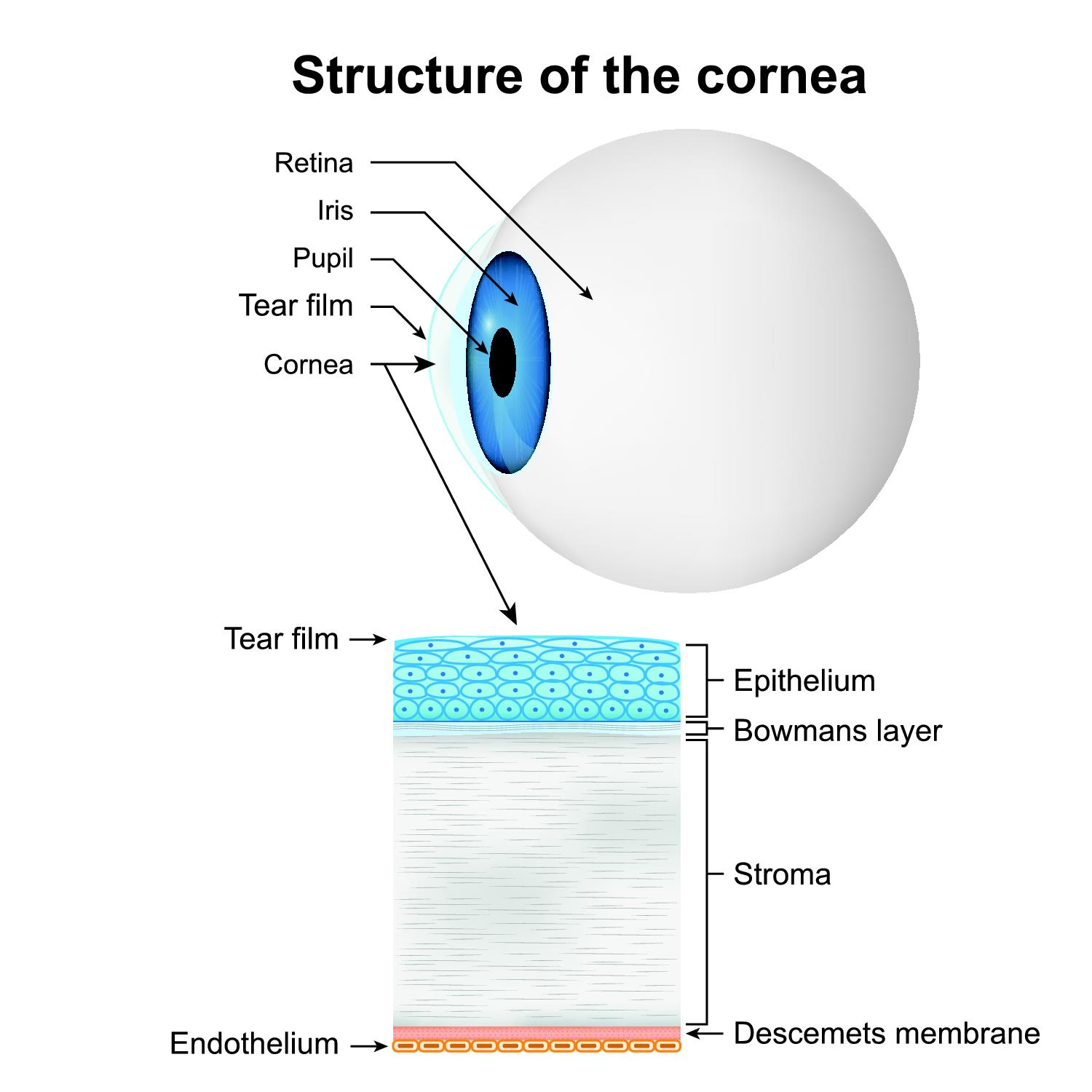 Cornea | Eye Patient