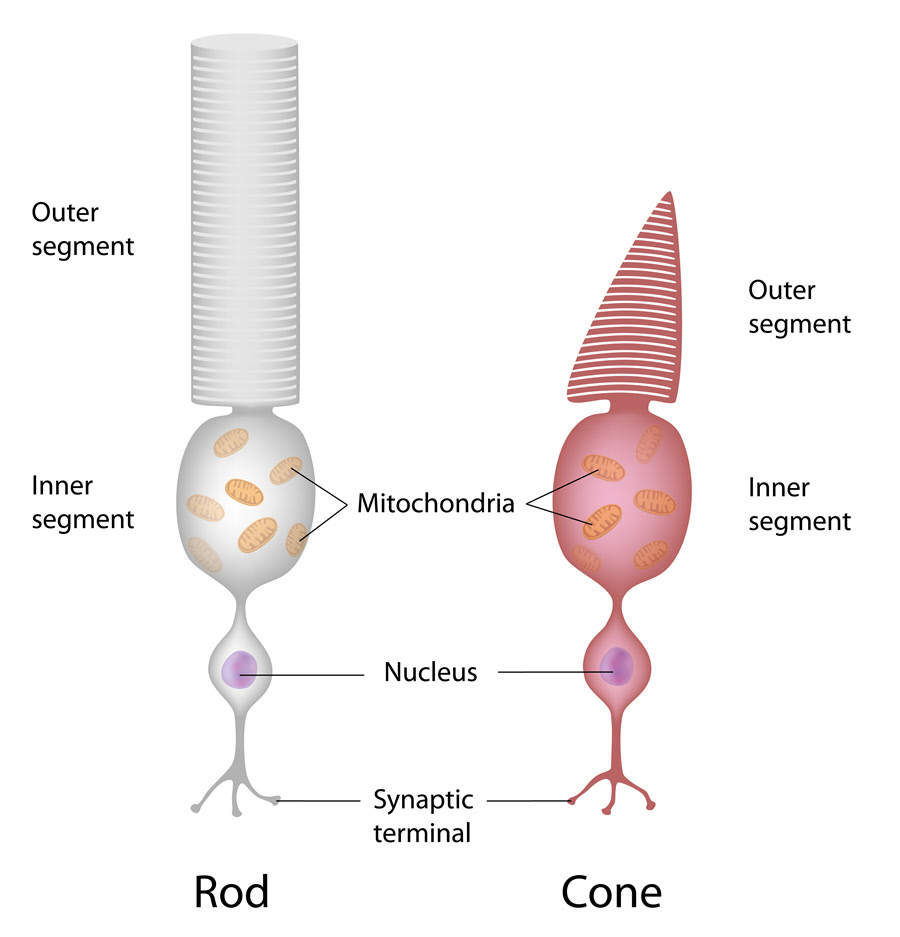 eye diagram rods and cones